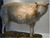 Dolly.sheep sciece again_tiny